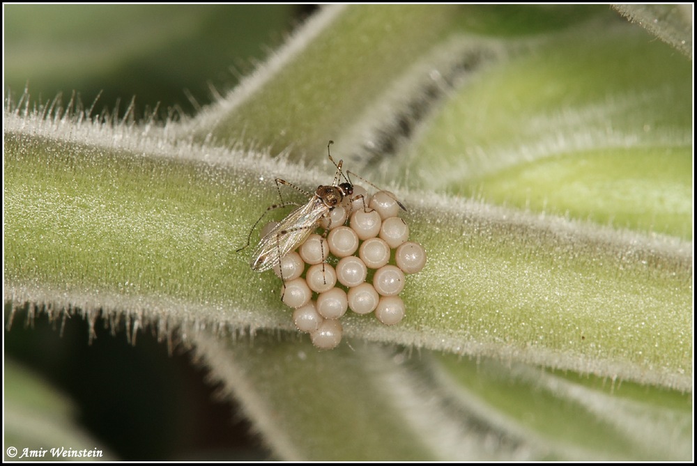 Heteroptera d''Israele